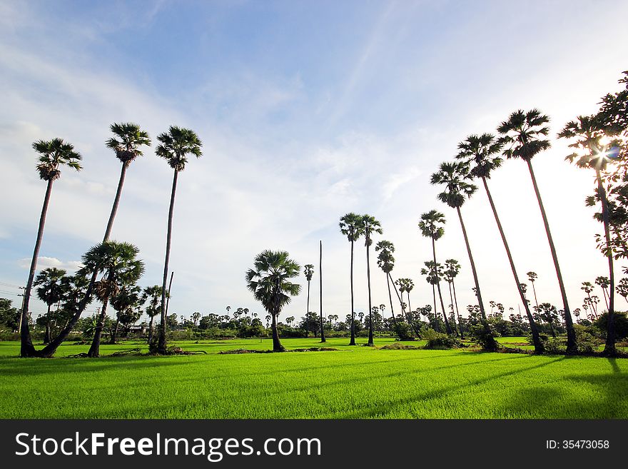 Green Rice Field With The Palm Tree