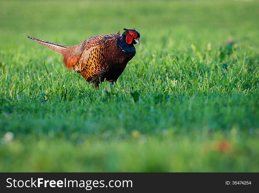 Pheasant on a meadow in grass