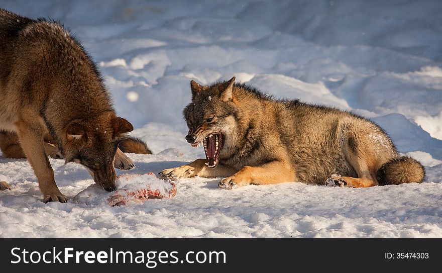 Wolves in winter at prey. Wolves in winter at prey