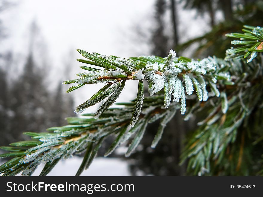 Snow-covered pine branch. Small depth of sharpness. Snow-covered pine branch. Small depth of sharpness