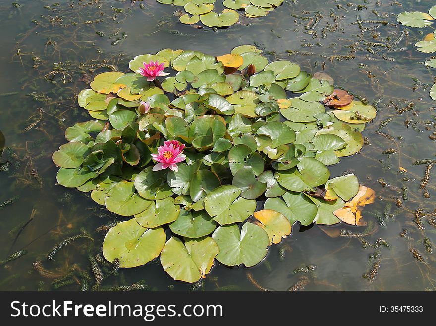 Flowering Water Lily Plants on an Ornamental Pond. Flowering Water Lily Plants on an Ornamental Pond.