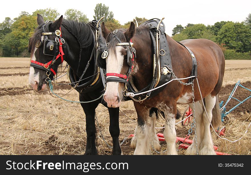 Working Horses.