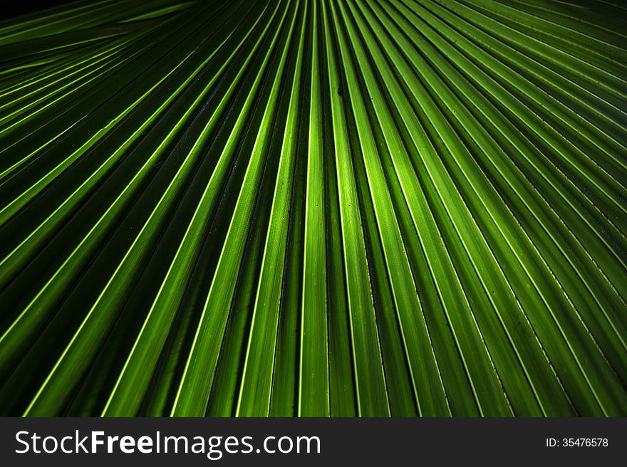 Perspective view of Bismarkia Fan Palm