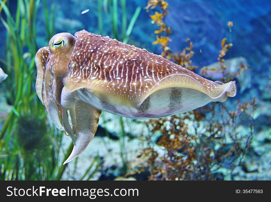 Weird sea creature in a large aquarium at S.E.A aquarium, Singapore.