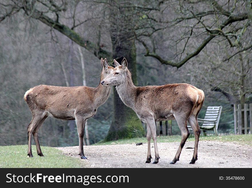 Two Red Deer, face to face. Two Red Deer, face to face.