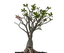 Desert Rose Or Ping Bignonia Tree Stock Image Desert Rose Or Ping Bignonia Tree Stock Image