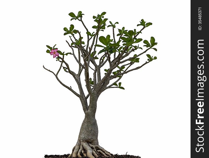 Desert rose or Ping Bignonia tree