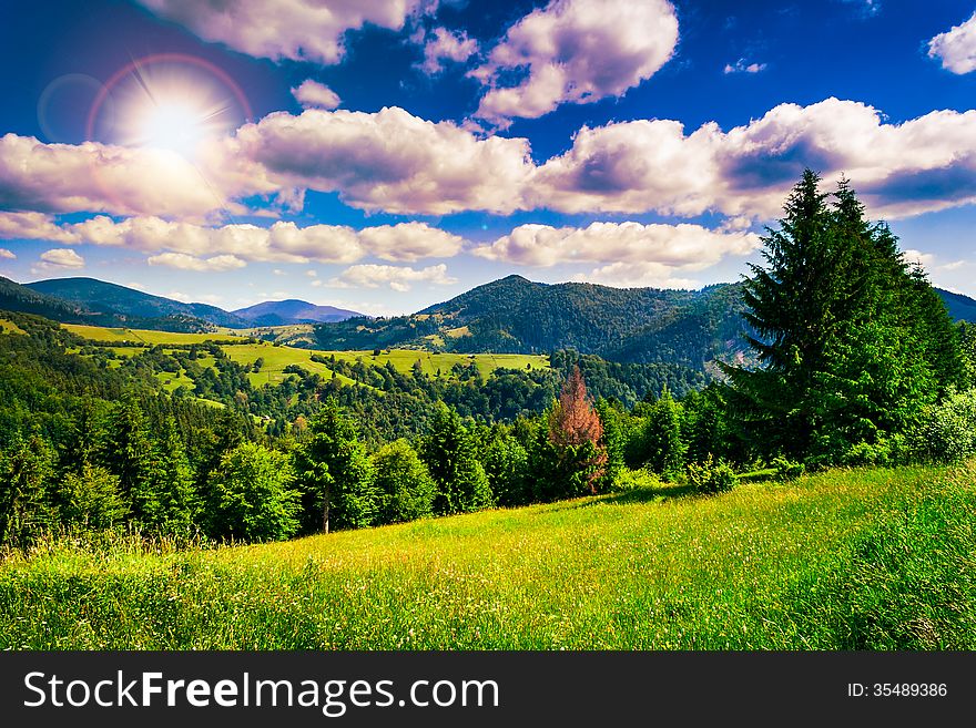 Meadow near coniferous forest in mountains in evening. Meadow near coniferous forest in mountains in evening