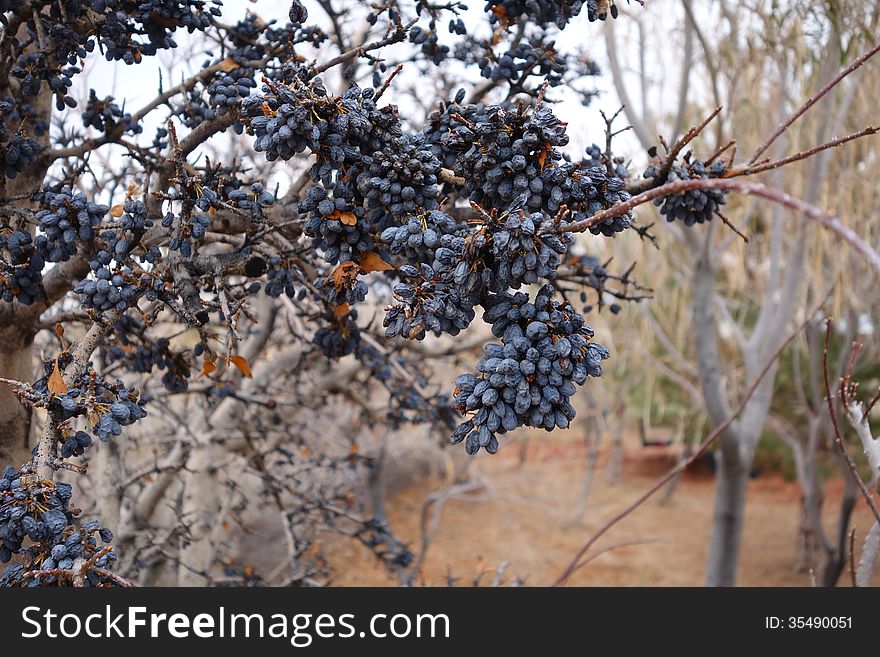 A picture of a New Mexico olive tree in the fall. A picture of a New Mexico olive tree in the fall.