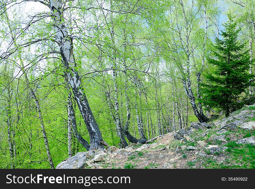 Birch forest and a fir tree in the Fagaras mountains in Romania. Birch forest and a fir tree in the Fagaras mountains in Romania