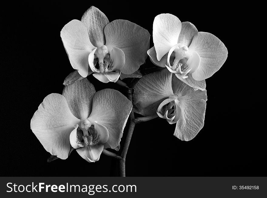 Orchid isolated on black background. Orchid isolated on black background