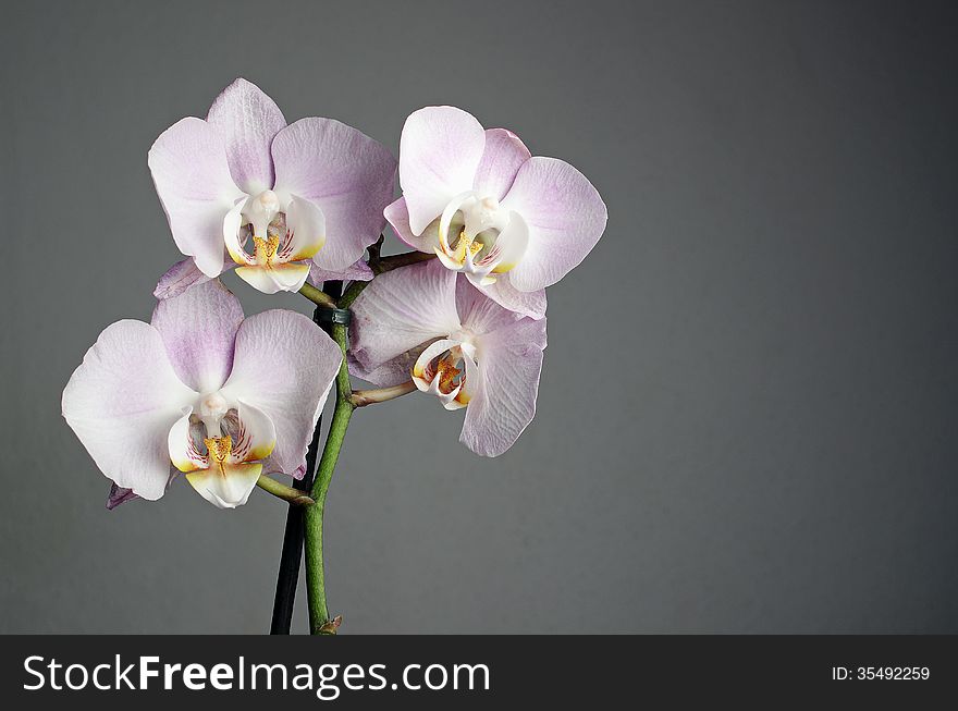 Orchid isolated on grey background. Orchid isolated on grey background