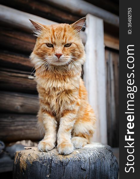 Red serious cat sitting on wooden trunk