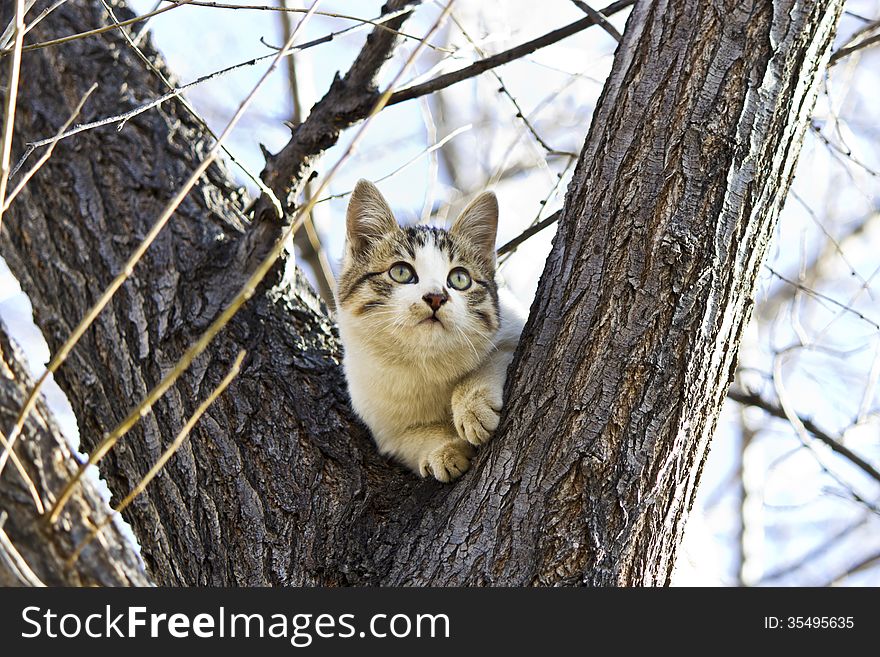 The small kitten plays outdoors near a big tree