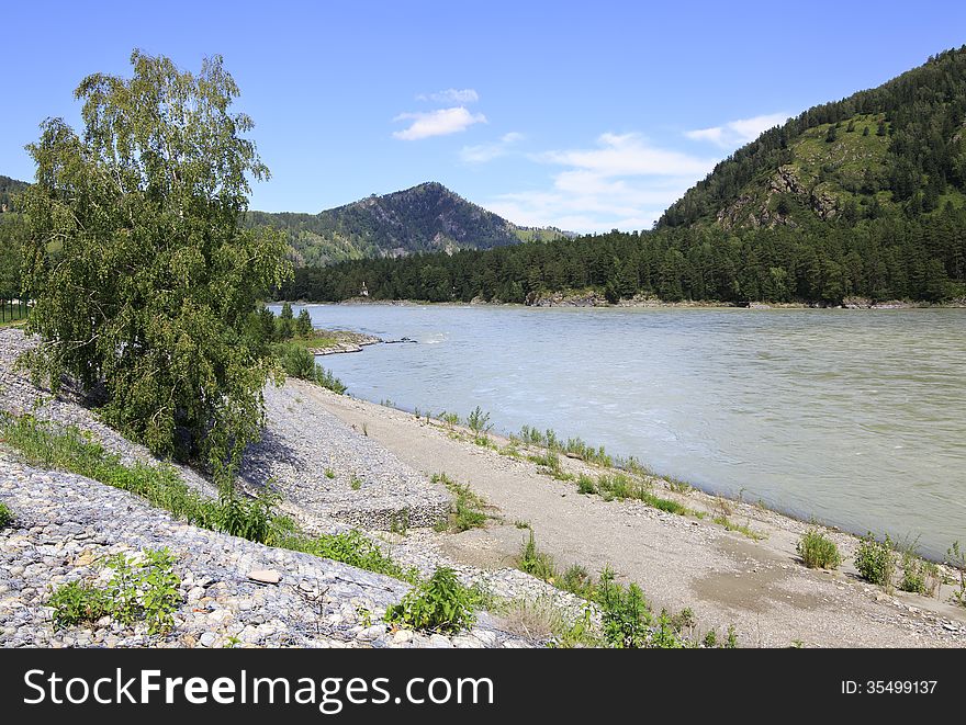 Beautiful Landscape Of The Mountain River Katun. Altai.