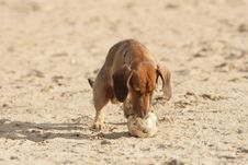 Free Dachshund With A Ball Royalty Free Stock Image - 3550656