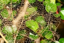 Free Leaf Royalty Free Stock Photo - 3553715