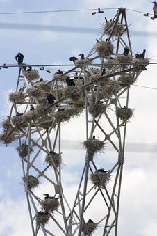 Nests Of Cormorants Royalty Free Stock Images Nests Of Cormorants Royalty Free Stock Images