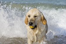 Dog Retrieving A Ball Stock Photo Dog Retrieving A Ball Stock Photo