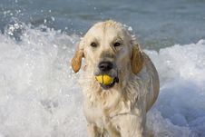Dog Retrieving A Ball Royalty Free Stock Photo Dog Retrieving A Ball Royalty Free Stock Photo