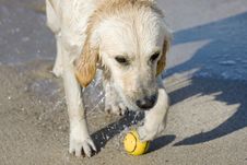 Dog Retrieving A Ball Stock Images Dog Retrieving A Ball Stock Images