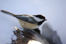 Free Tit Royalty Free Stock Images - 3555989