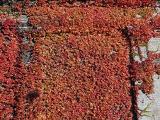 Ivy Climbing On A Wall Stock Photos Ivy Climbing On A Wall Stock Photos