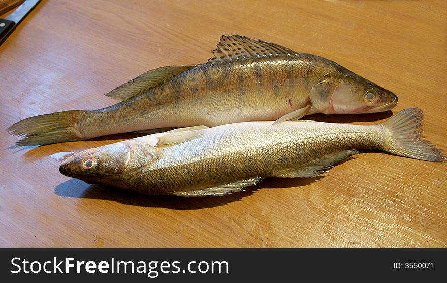 Fresh pike-perch (also named sander) fish. Fresh pike-perch (also named sander) fish