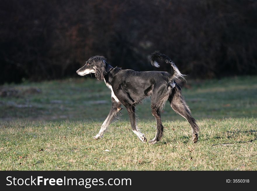 Young kazakh tazi (Mid-Asiatic Borzoi) is walking in the park.