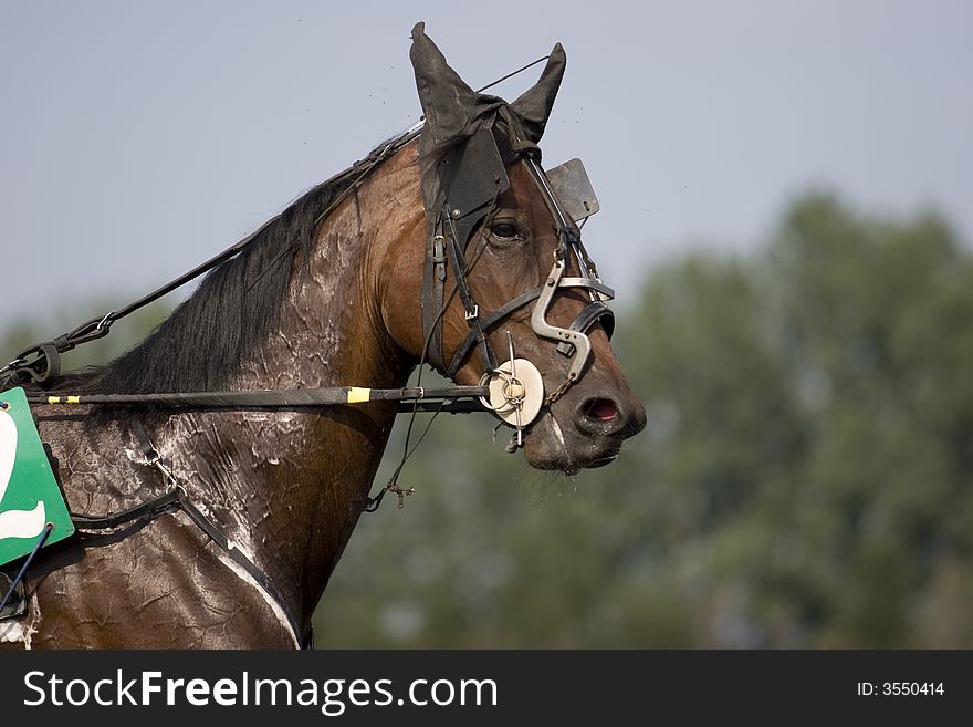 A trotter during the race. A trotter during the race