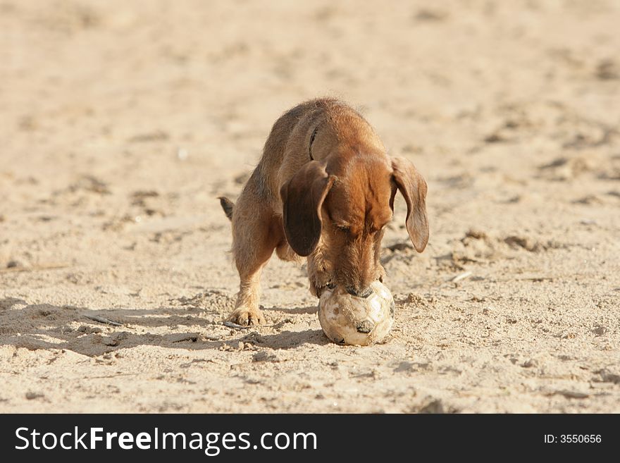 Coarse haired Dachshund with a ball on sand beach