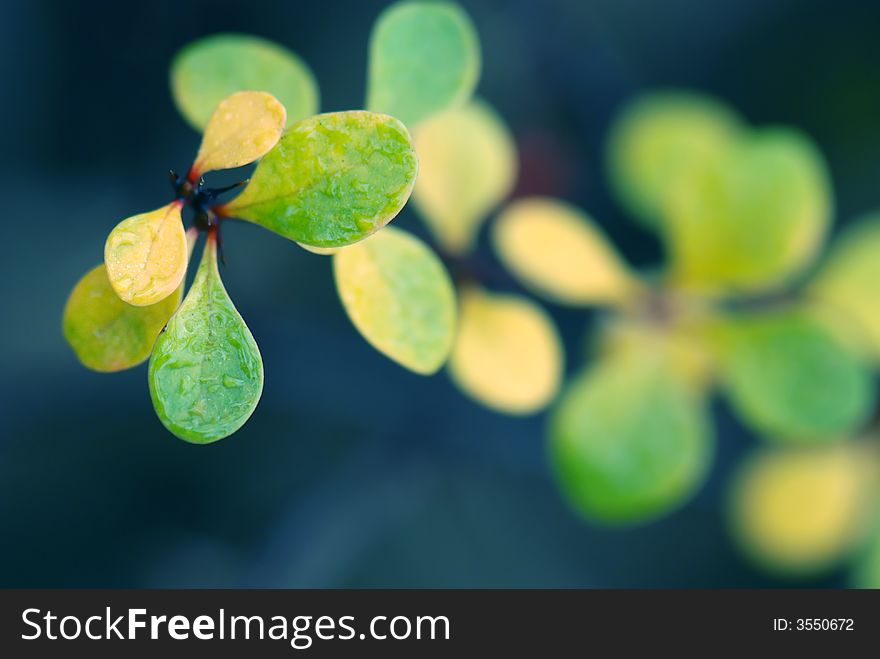 Macro of small colorful leaves background