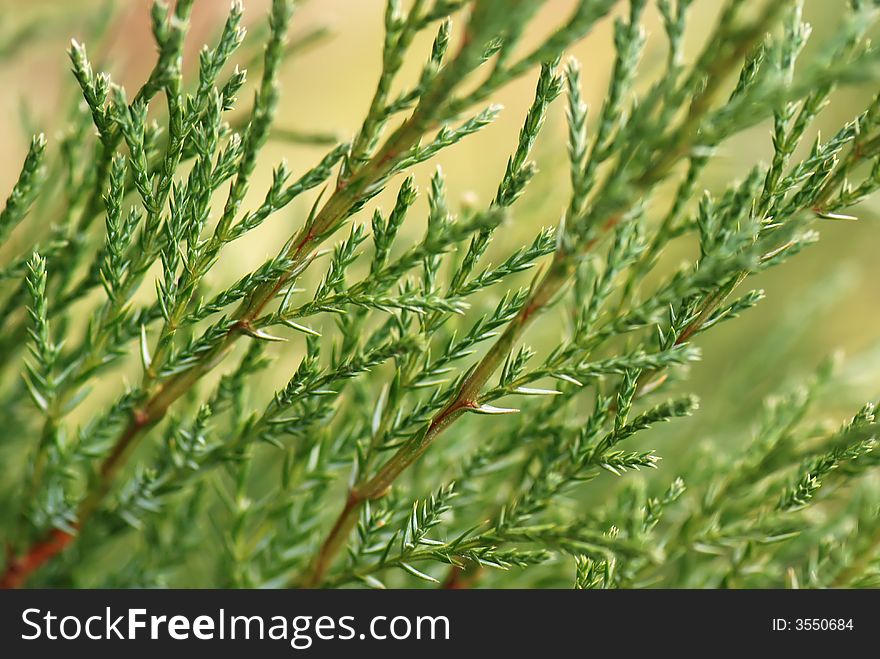 Background composed of green branches in closeup