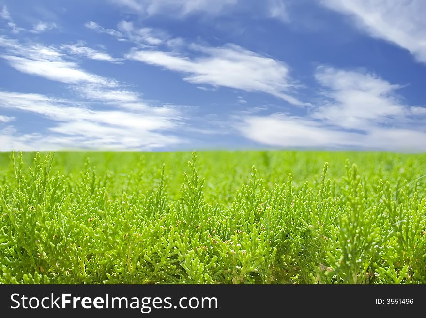 The summer landscape of green grass and blue sky. The summer landscape of green grass and blue sky