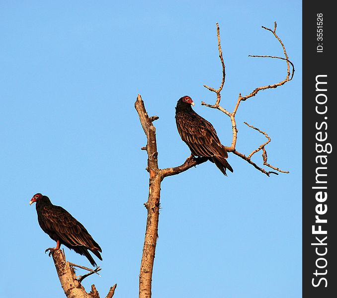 Turkey vultures perched in a dead standing tree scouting for carion.