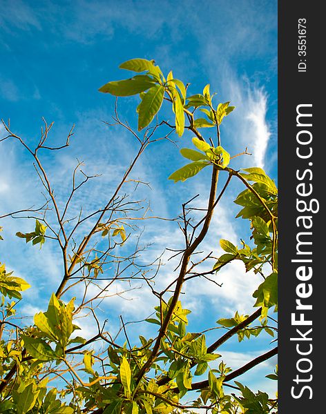 Green leaves with braches and some barren ones. Back- Cloudscape. Green leaves with braches and some barren ones. Back- Cloudscape