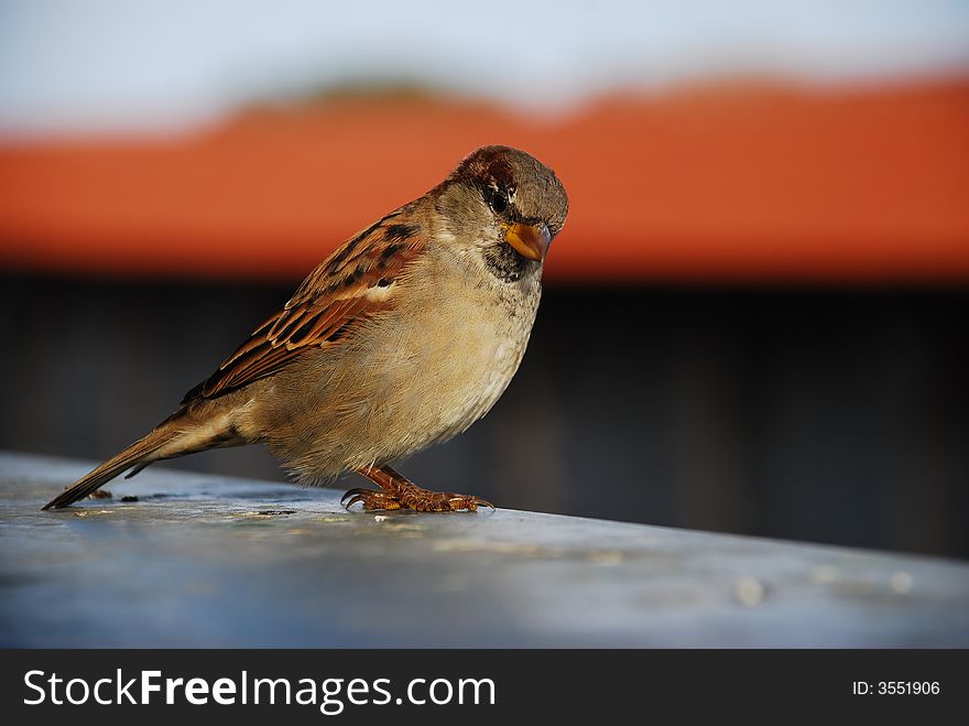 Estonian Sparrow