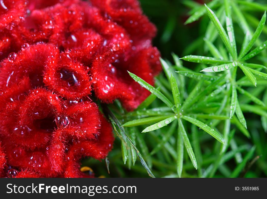 Red Fringed Flower