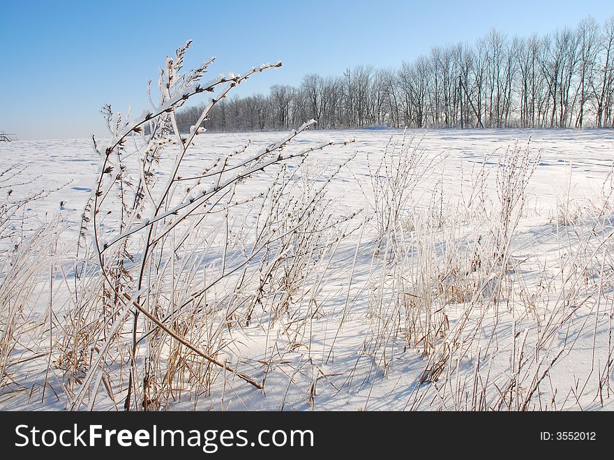 Field with many snow on it, in front of it wild grass under hoar-frost. Field with many snow on it, in front of it wild grass under hoar-frost