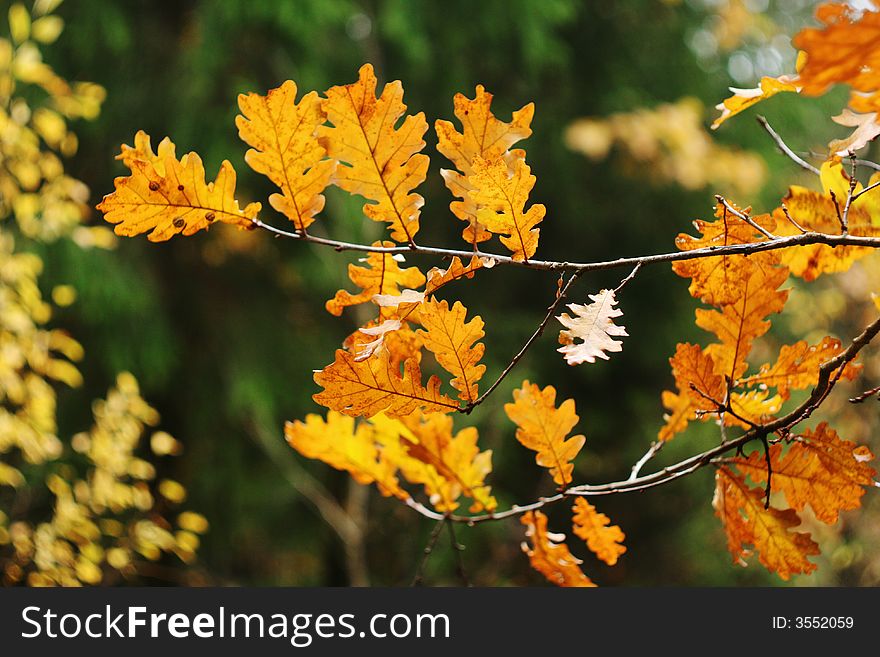 Autumn yellow leavs on the branch of the tree. Autumn yellow leavs on the branch of the tree