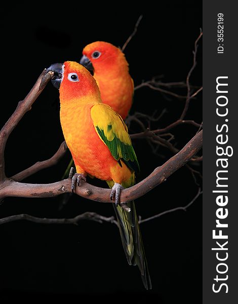 2 Sun Conures Nibbling on a Tree Branch