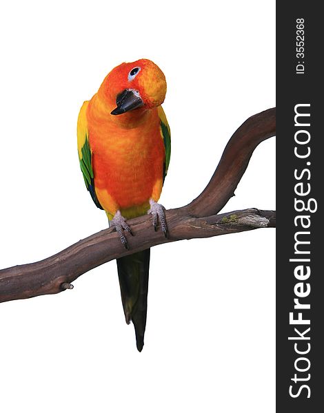 Inquisitive Brightly Colored Sun Conure  Parrot on a Tree Branch