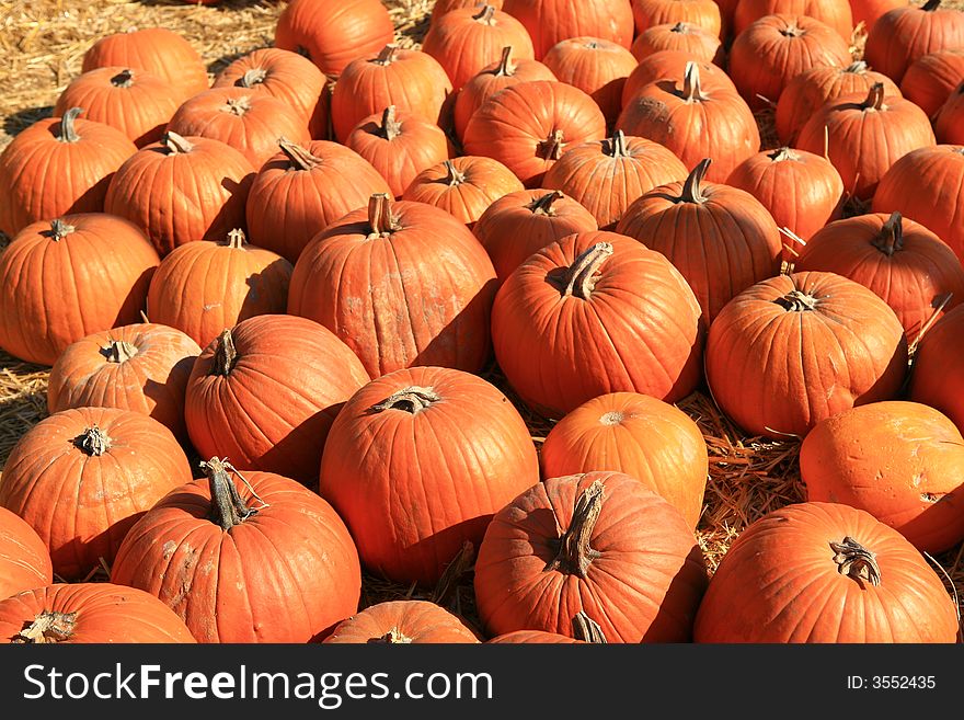 Multiple Orange Fall Holiday Pumpkins in a Field
