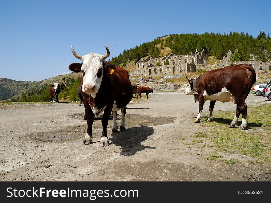Cows in the alps