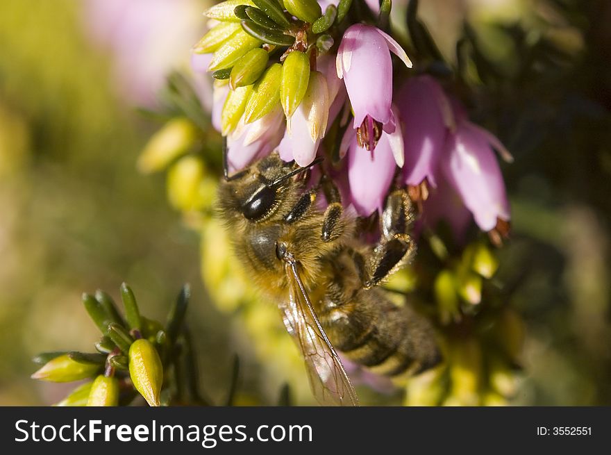 Bee on a flower in summertime shallow dof. Bee on a flower in summertime shallow dof