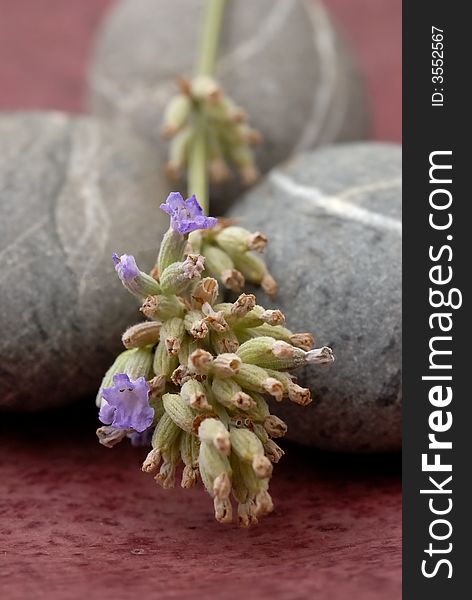 Close up photography of lavender and pebbles