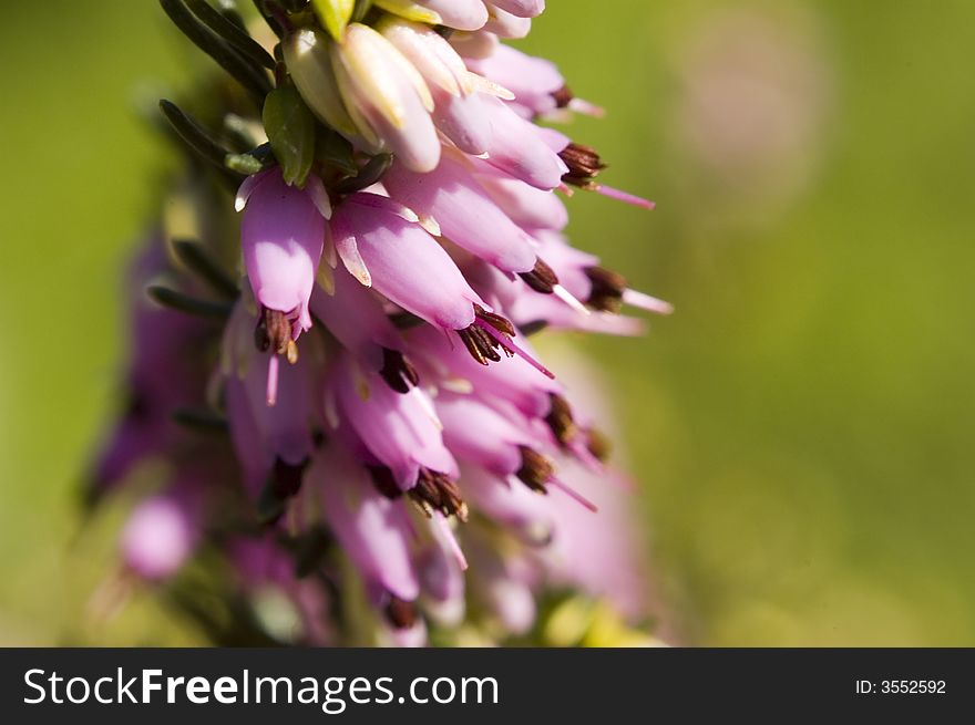 Flower macro in summertime shallow dof. Flower macro in summertime shallow dof