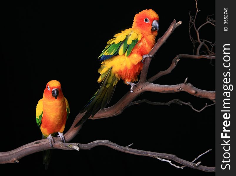 Sun Conures Fluffed Up on a Branch