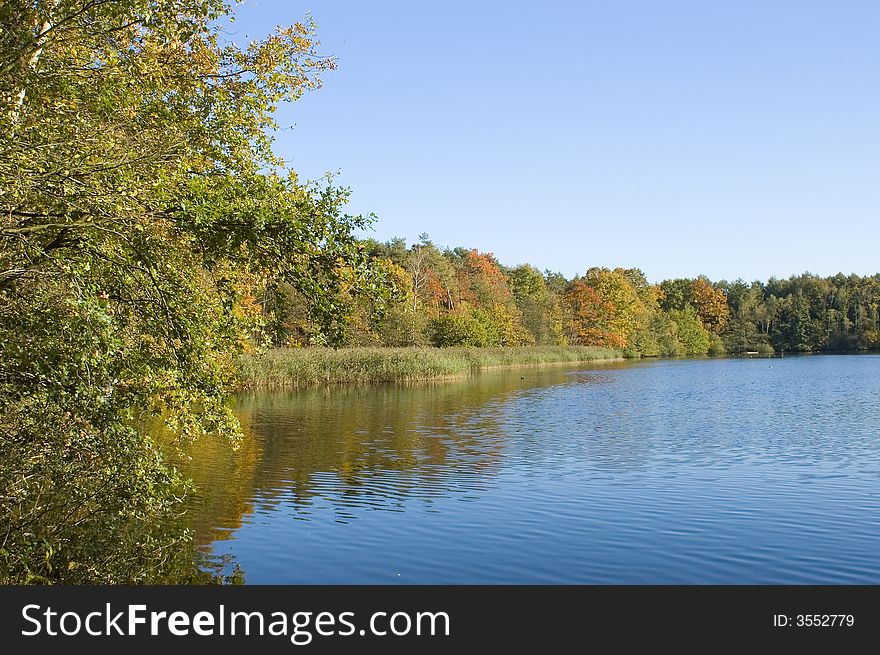 Autumn trees near the river. Autumn trees near the river