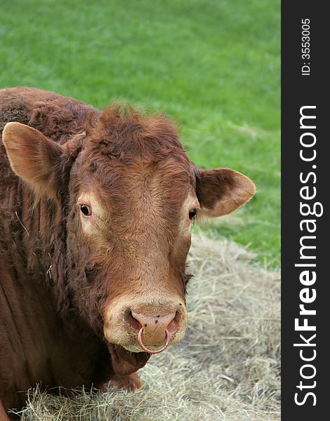 Face and upper body of a brown bull with a nose ring. Face and upper body of a brown bull with a nose ring.